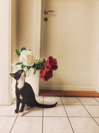 Cat by rose at home