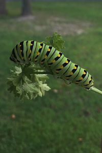 Close-up of caterpillar on leaf