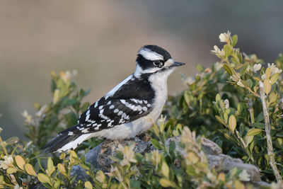 Close-up of bird perching on flower