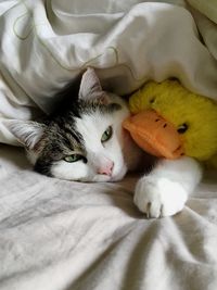 Close-up portrait of cat relaxing on bed at home