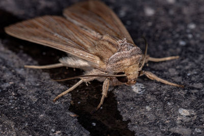 Close-up of insect on rock