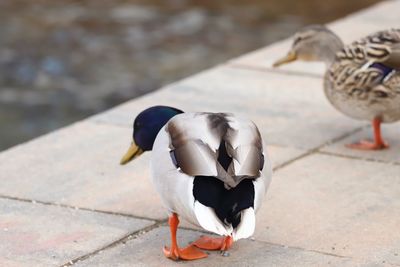 Close-up of birds perching on footpath