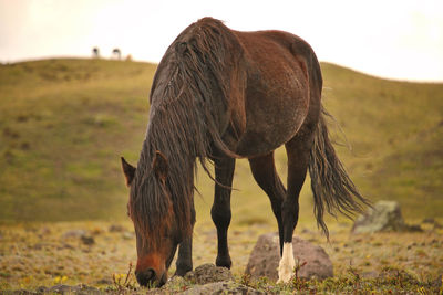 Horse grazing on field against sky