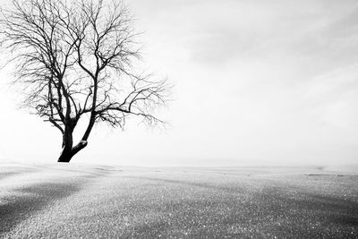 Bare tree on snow covered field against sky