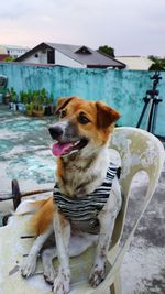 Dog sitting in a boat