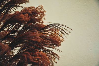 Low angle view of tree against clear sky