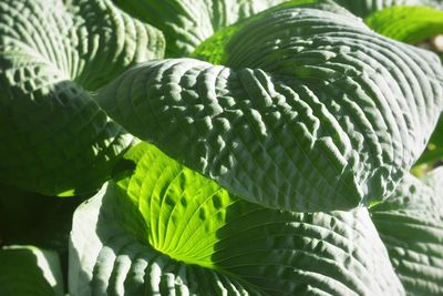 Full frame shot of leaf