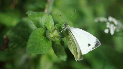 moths and butterflies