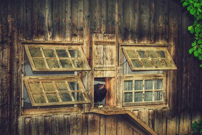 Bird perching on window