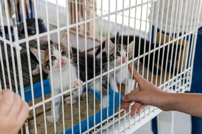 Cats are seen in an iron cage waiting for someone to adopt them in the city of salvador, bahia.