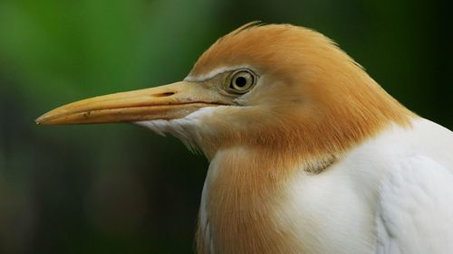 Close-up of bird