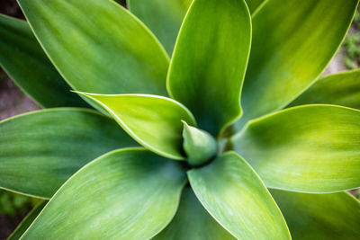 Full frame shot of green plant