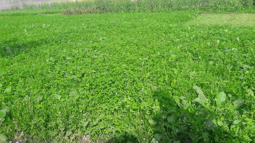 Full frame shot of fresh green field