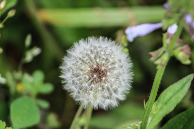 Close-up of white dandelion flower