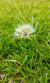 Dandelion growing on field