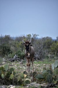 Horse standing in a field