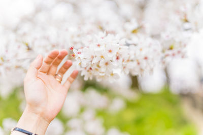 Close-up of hand holding cherry blossom