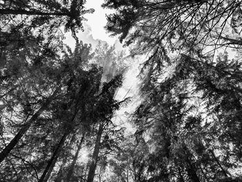 Low angle view of trees