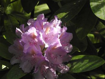 Close-up of flowers