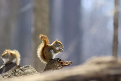 Close-up of squirrel on rock