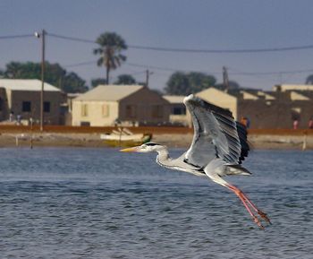 Close-up of gray heron flying over sea