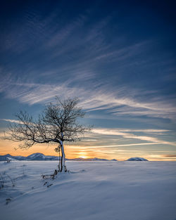 Bare tree on snow covered landscape against sky during sunset