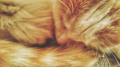 Close-up of cat sleeping