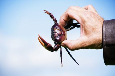 Thai rice-field crab