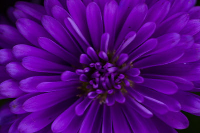 Full frame shot of pink flower
