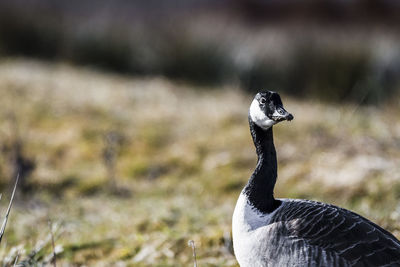 Close-up of a bird on field