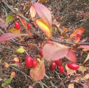 Close-up of red grass in field