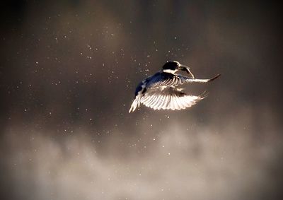 Low angle view of bird flying