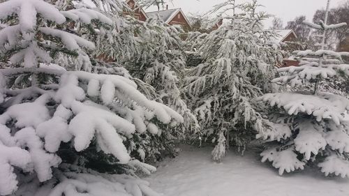 Snow covered trees in winter