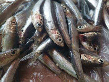 High angle view of fish for sale