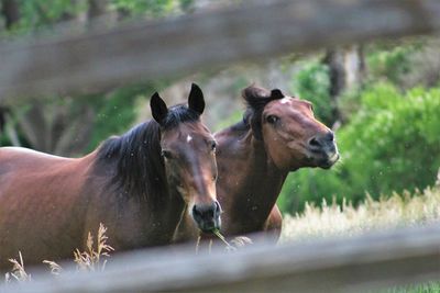 Horses in the field