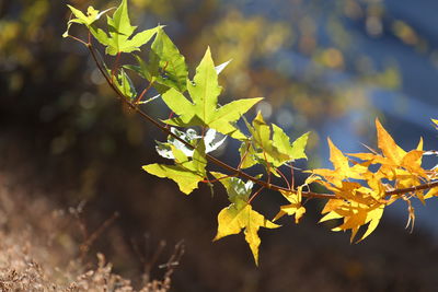 Close-up of autumnal leaves on plant