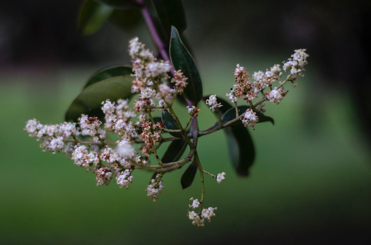 flower, freshness, growth, fragility, beauty in nature, focus on foreground, close-up, nature, petal, blossom, branch, flower head, blooming, in bloom, bud, twig, springtime, plant, stem, selective focus