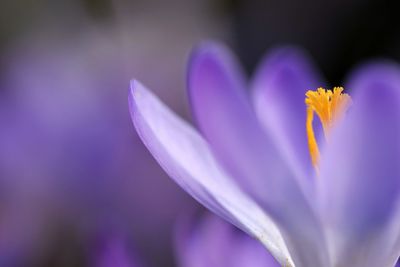 Close-up of purple crocus