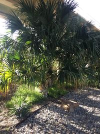 Palm trees against sky