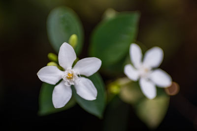 Close-up of white flowering plant