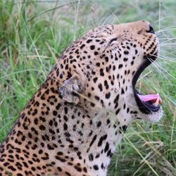 Close-up of a cat on field