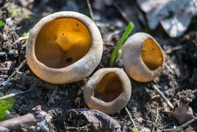 Close-up of mushroom growing on field