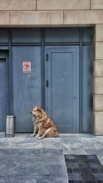 View of dog sitting by building