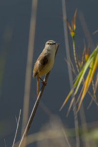 Close-up of bird perching on twig