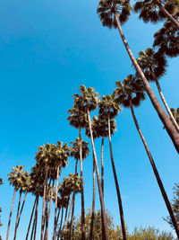 Low angle view of coconut palm trees against blue sky