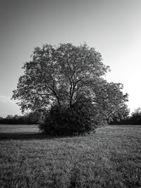 Trees on grassy field