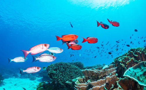 View of fishes swimming in sea