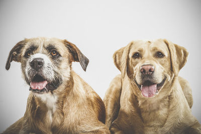 Close-up portrait of dogs sticking out tongue against white background