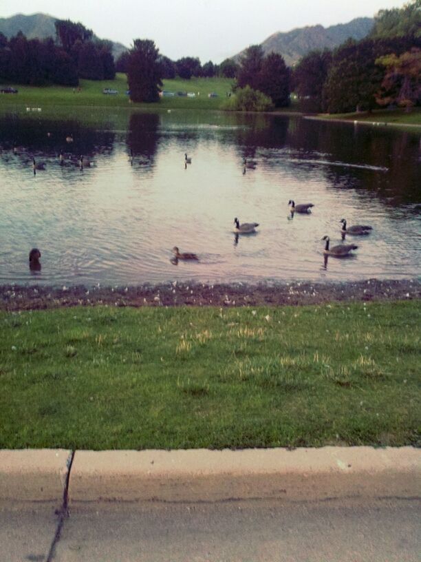 bird, animal themes, water, animals in the wild, lake, wildlife, grass, tree, duck, nature, beauty in nature, flock of birds, tranquility, medium group of animals, tranquil scene, green color, reflection, scenics, river