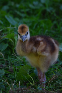 Close-up of a bird on field